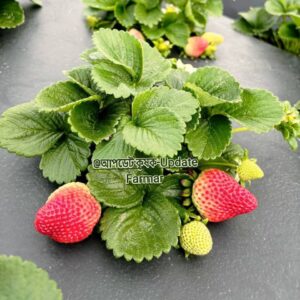 Strawberry (স্ট্রবেরী) 1kg (Copy)