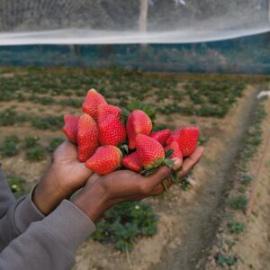 Strawberry (স্ট্রবেরী) 500g