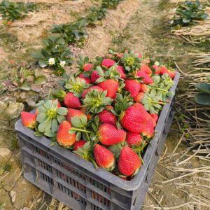 Strawberry (স্ট্রবেরী) 1kg